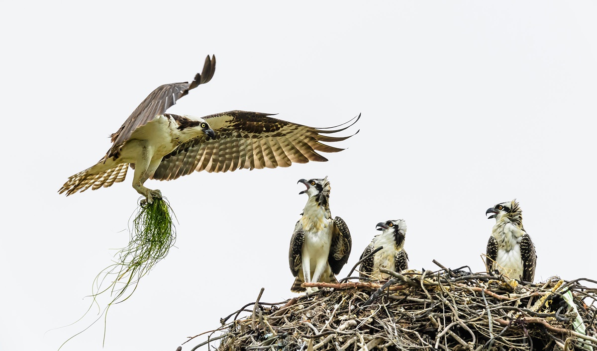 تصاویر خیره‌کننده دنیای پرندگان که برگزیده مسابقه عکاسی آدوبون شدند